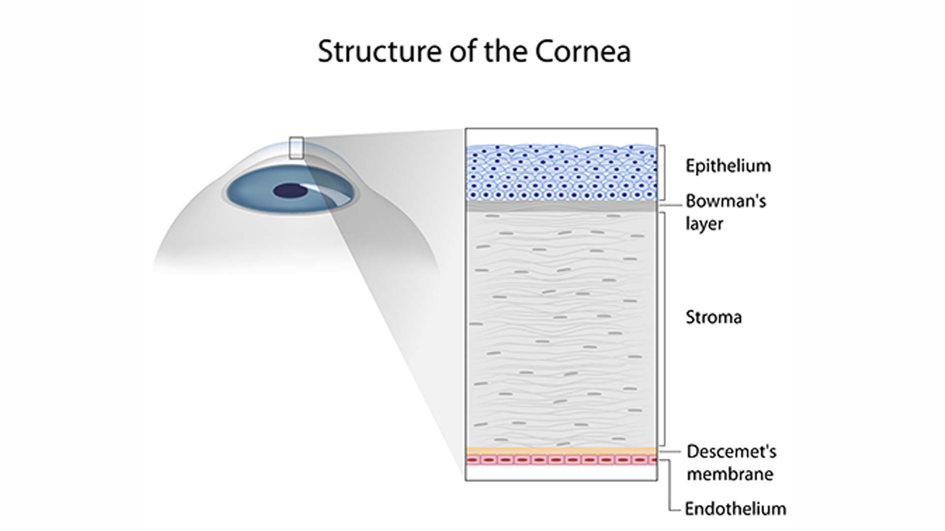 estrutura da cornea